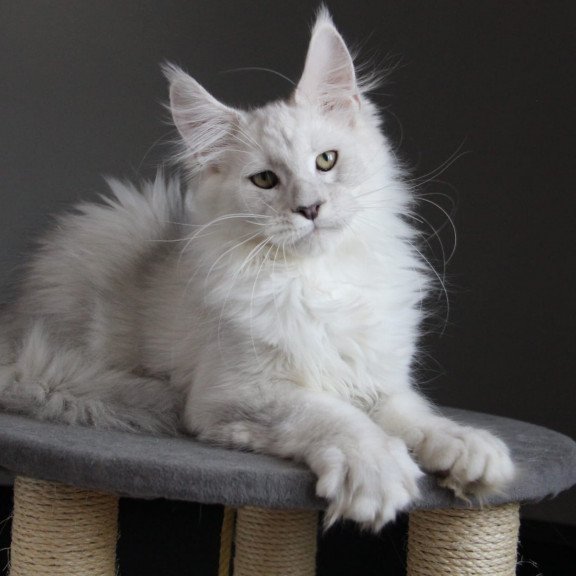 Maine Coon JBM Kefir