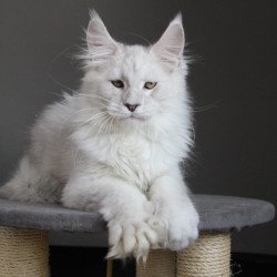 Maine Coon JBM Kefir