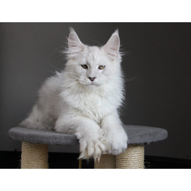Maine Coon JBM Kefir