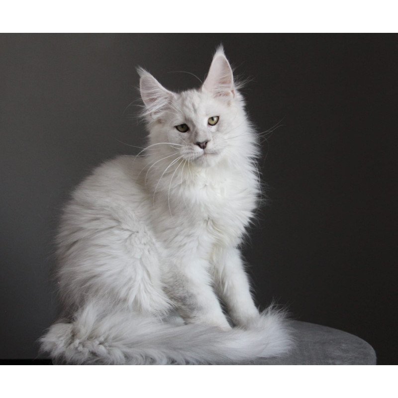 Maine Coon JBM Kefir
