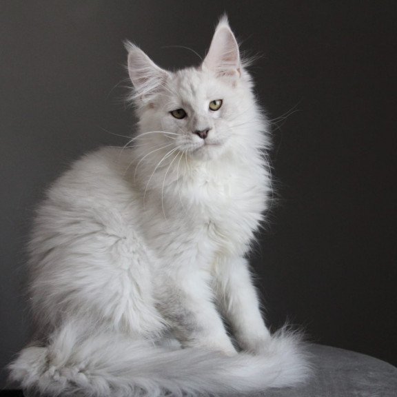 Maine Coon JBM Kefir