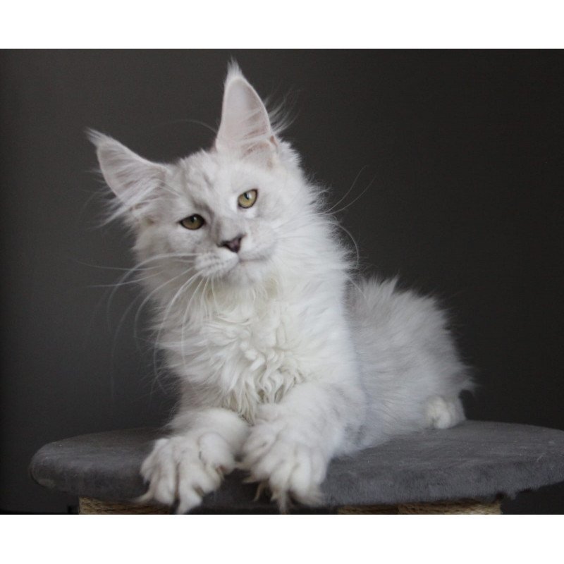 Maine Coon JBM Kefir