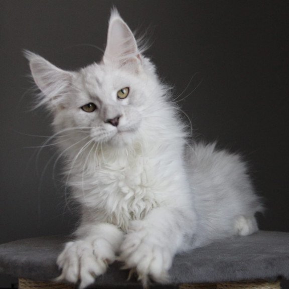 Maine Coon JBM Kefir