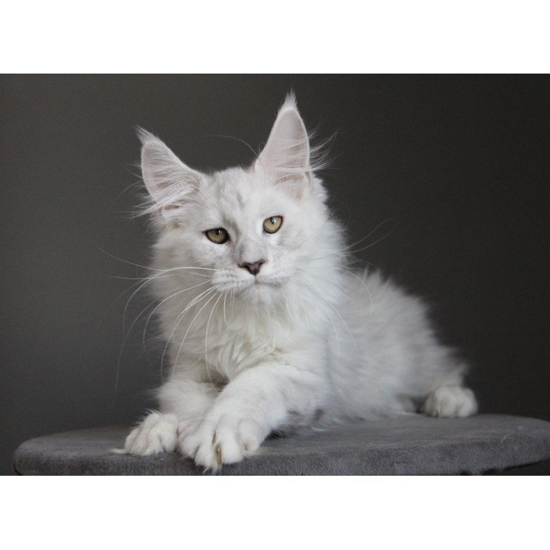 Maine Coon JBM Kefir