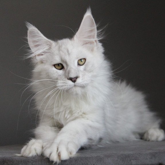 Maine Coon JBM Kefir