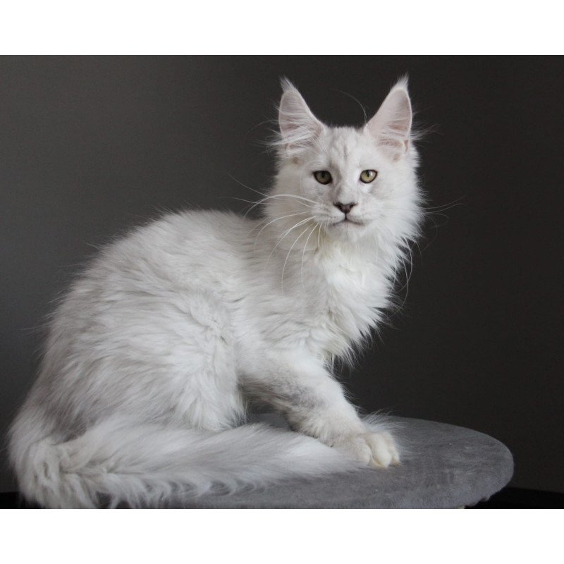 Maine Coon JBM Kefir