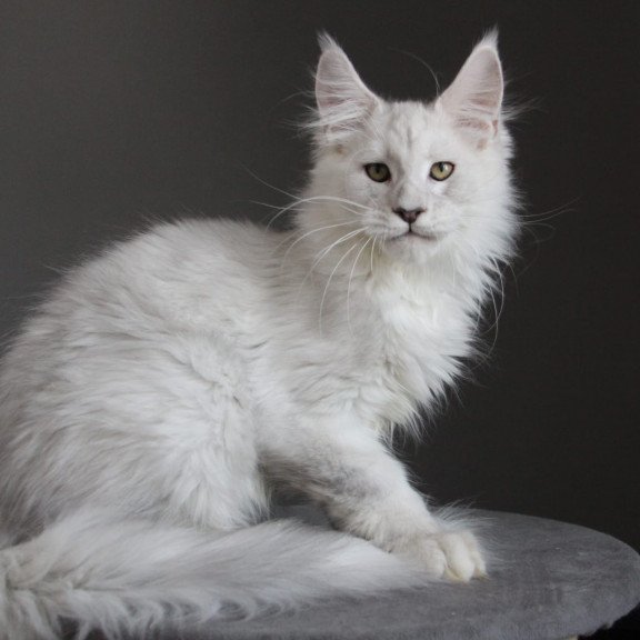 Maine Coon JBM Kefir