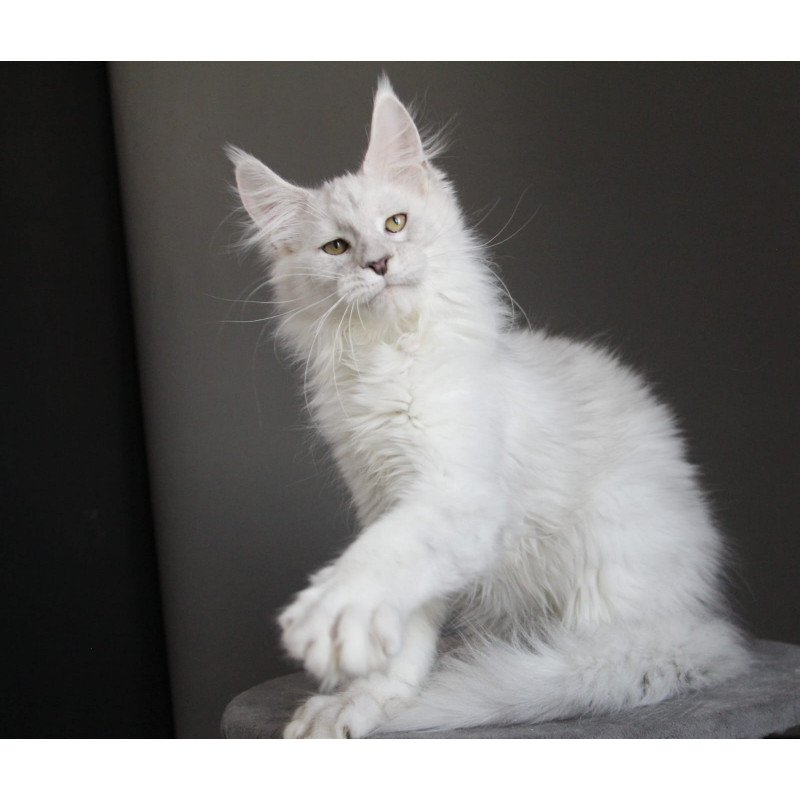 Maine Coon JBM Kefir