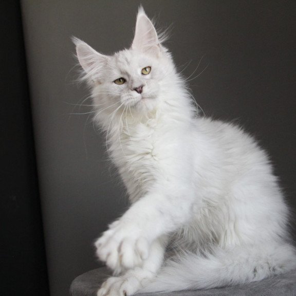 Maine Coon JBM Kefir
