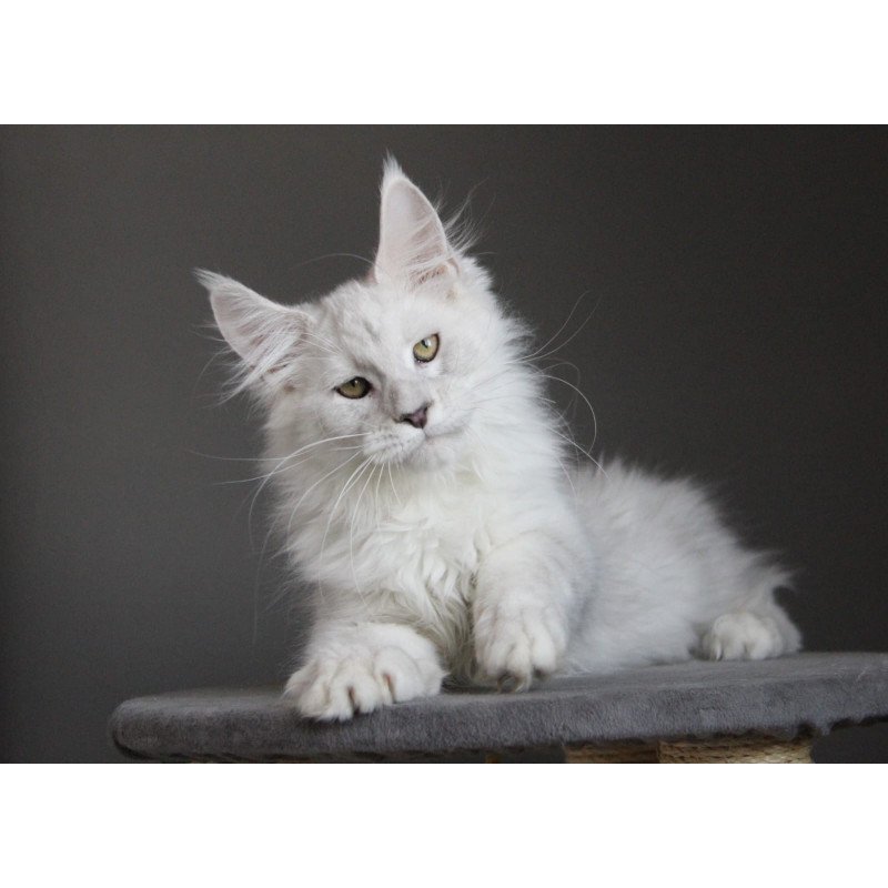 Maine Coon JBM Kefir