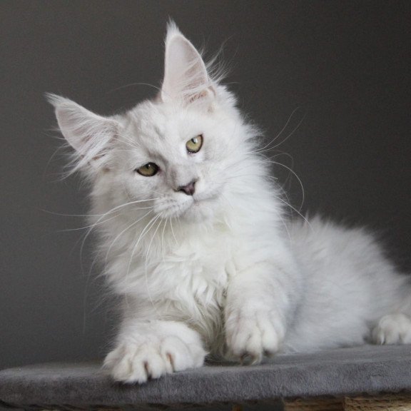 Maine Coon JBM Kefir
