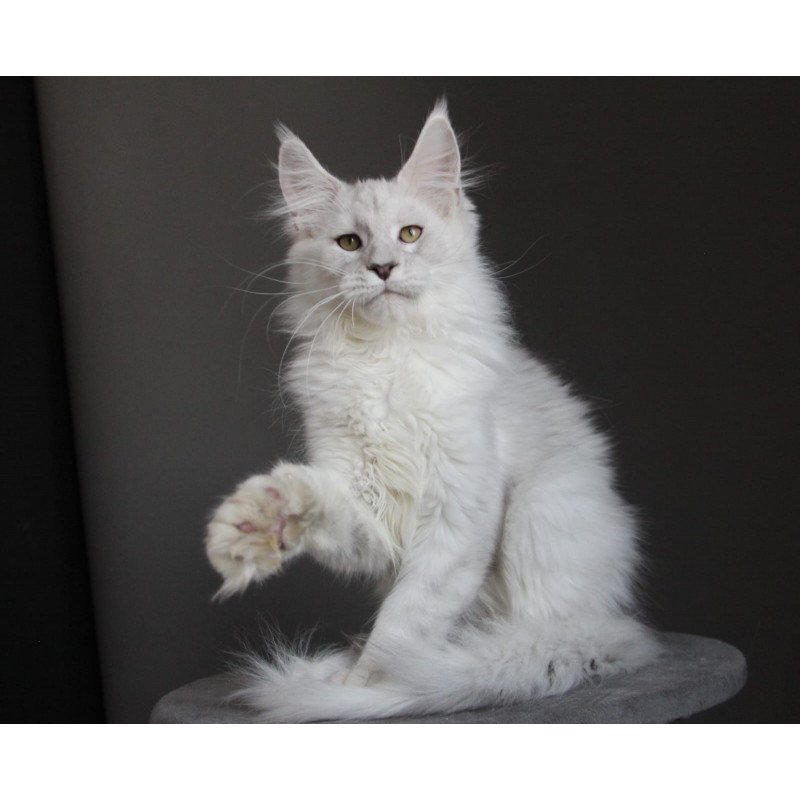 Maine Coon JBM Kefir