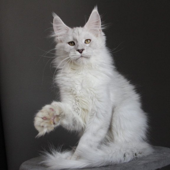 Maine Coon JBM Kefir