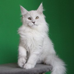 Maine Coon JBM Polar Bear