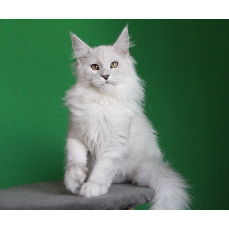 Maine Coon JBM Polar Bear