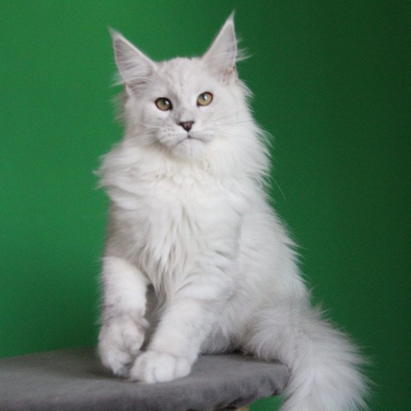 Maine Coon JBM Polar Bear