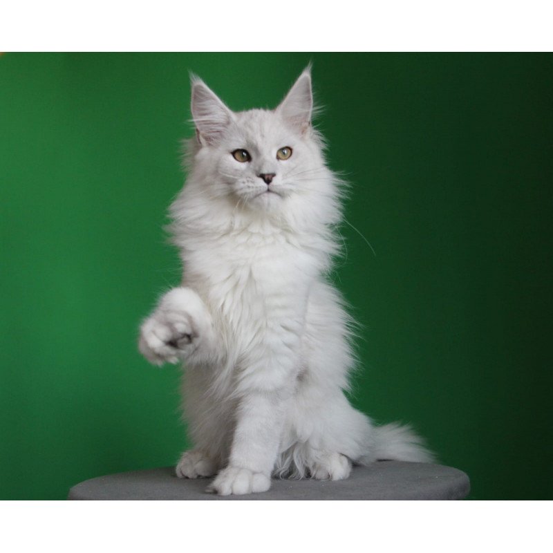 Maine Coon JBM Polar Bear