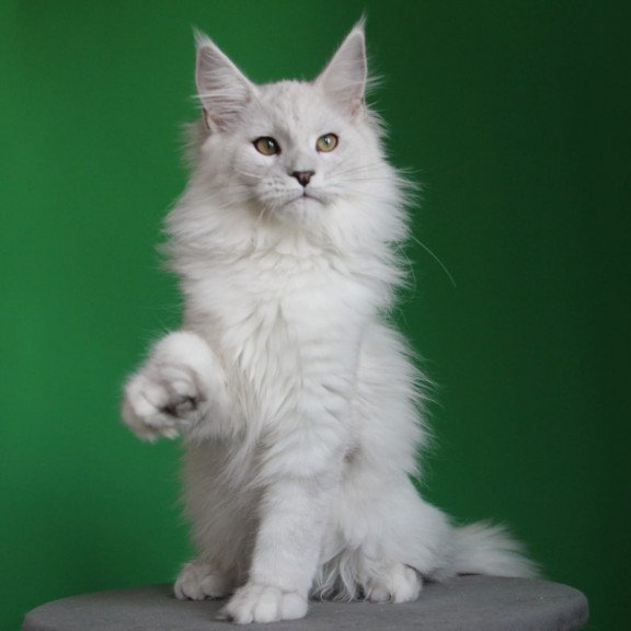 Maine Coon JBM Polar Bear
