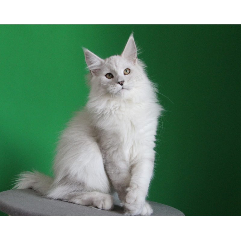 Maine Coon JBM Polar Bear