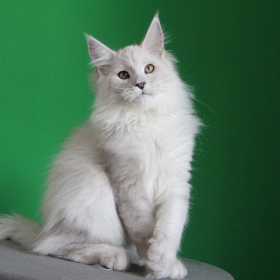 Maine Coon JBM Polar Bear