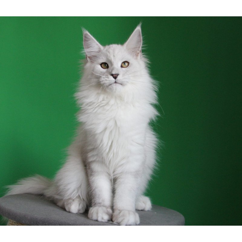 Maine Coon JBM Polar Bear