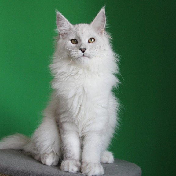 Maine Coon JBM Polar Bear