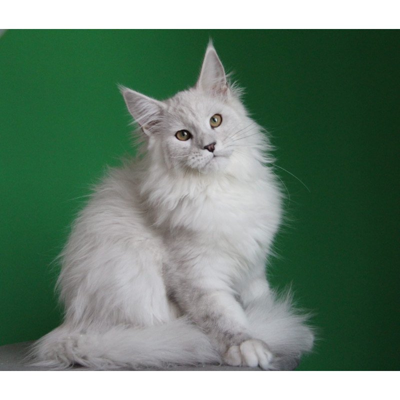 Maine Coon JBM Polar Bear