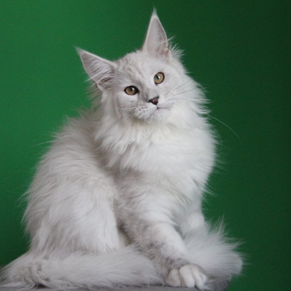 Maine Coon JBM Polar Bear