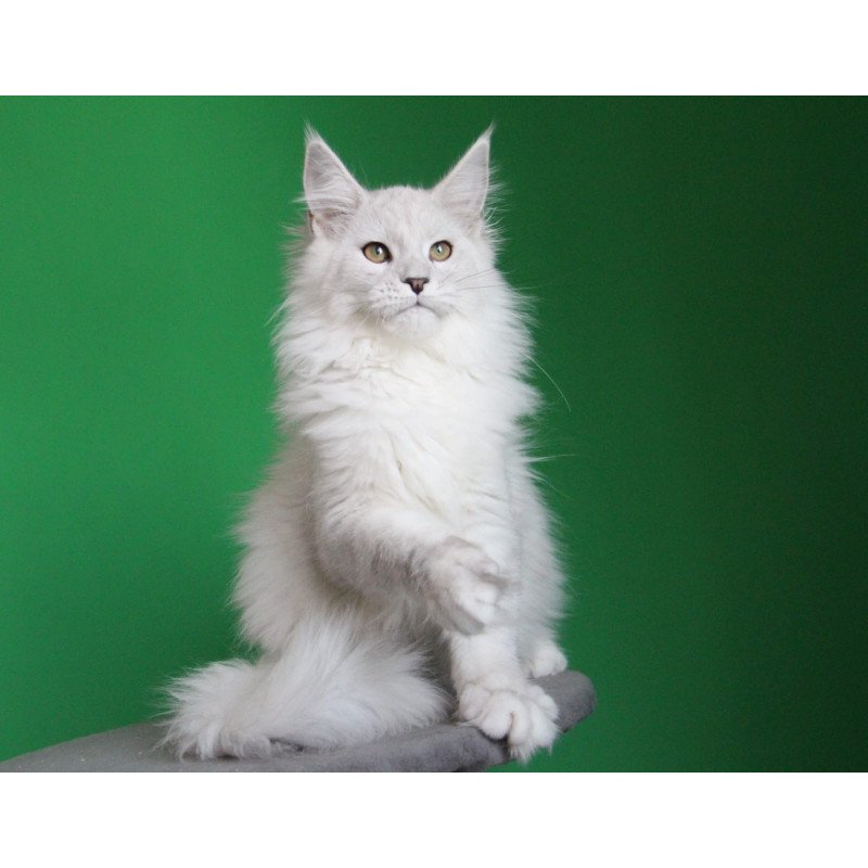 Maine Coon JBM Polar Bear