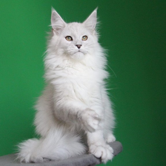 Maine Coon JBM Polar Bear