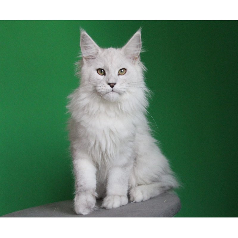 Maine Coon JBM Polar Bear