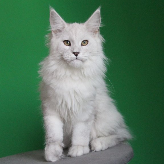 Maine Coon JBM Polar Bear