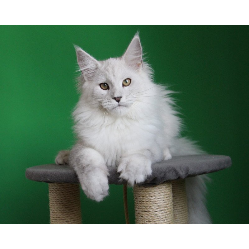 Maine Coon JBM Polar Bear