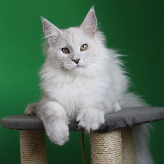 Maine Coon JBM Polar Bear