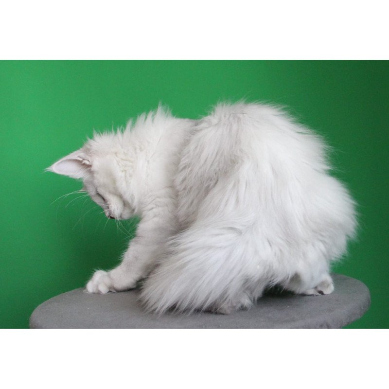 Maine Coon JBM Polar Bear