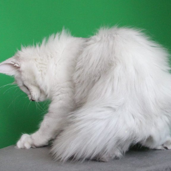 Maine Coon JBM Polar Bear