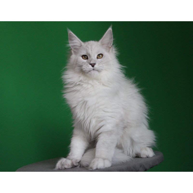 Maine Coon JBM Polar Bear
