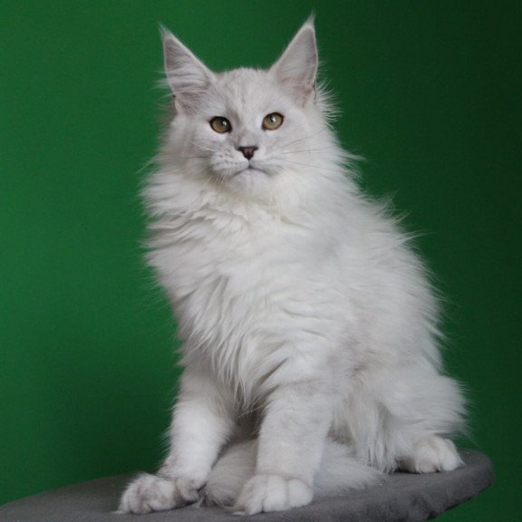 Maine Coon JBM Polar Bear
