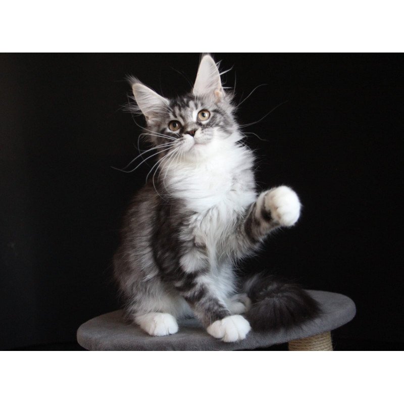 Maine Coon JBM Nana