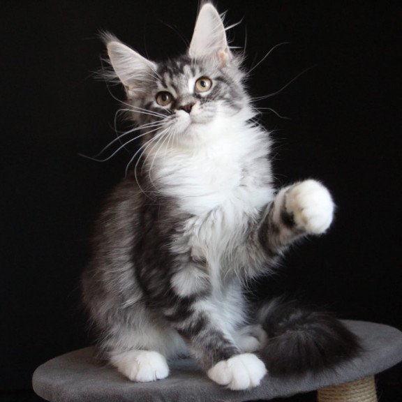 Maine Coon JBM Nana