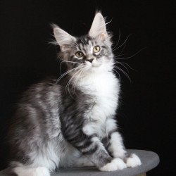 Maine Coon JBM Nana