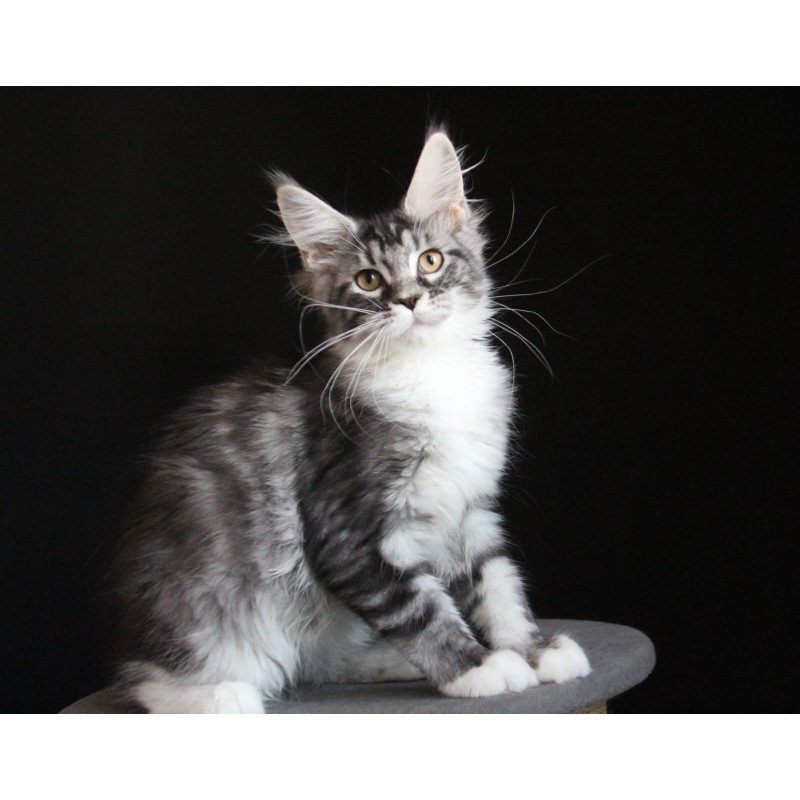 Maine Coon JBM Nana