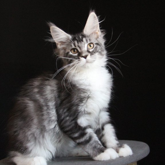 Maine Coon JBM Nana