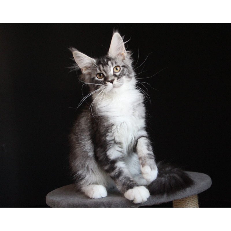 Maine Coon JBM Nana