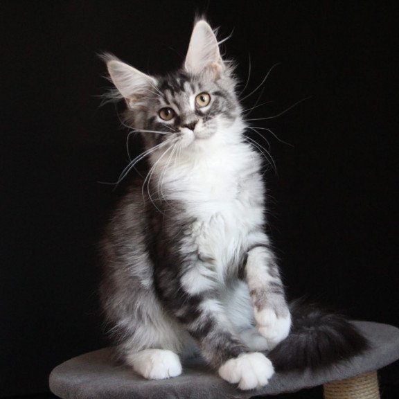 Maine Coon JBM Nana