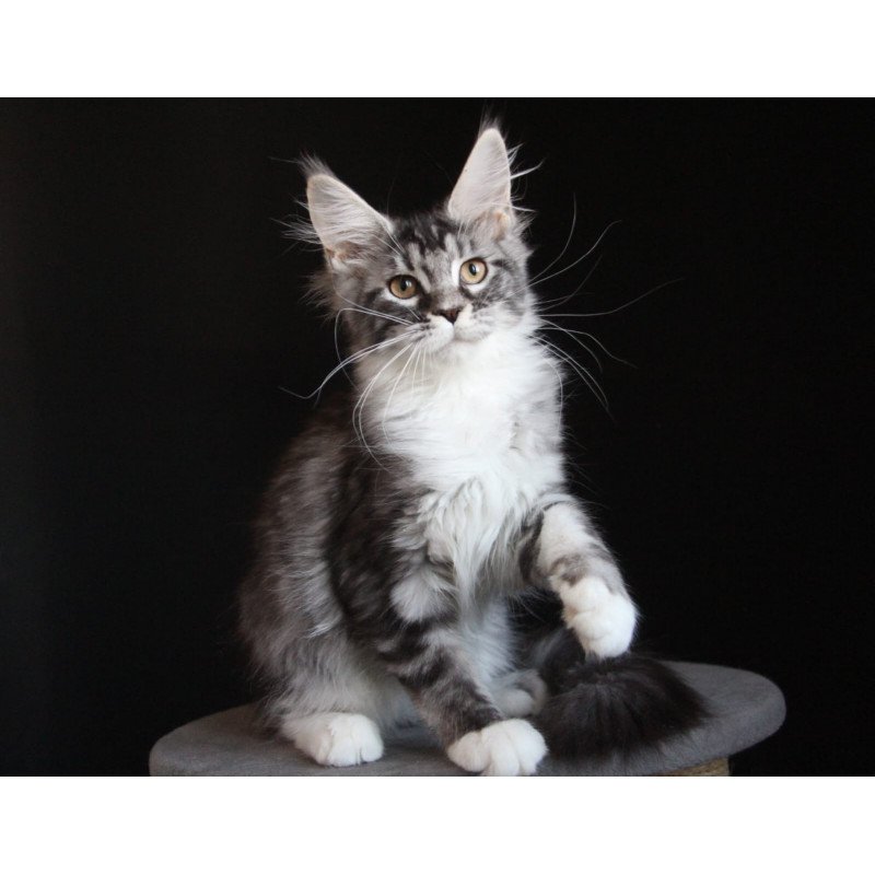 Maine Coon JBM Nana