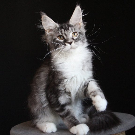 Maine Coon JBM Nana