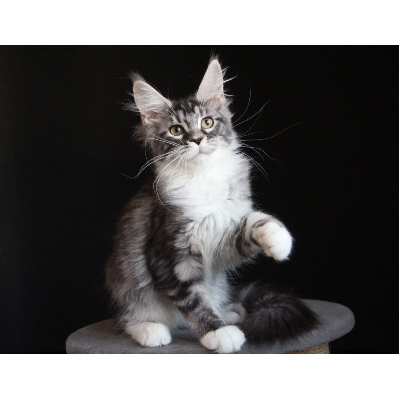 Maine Coon JBM Nana