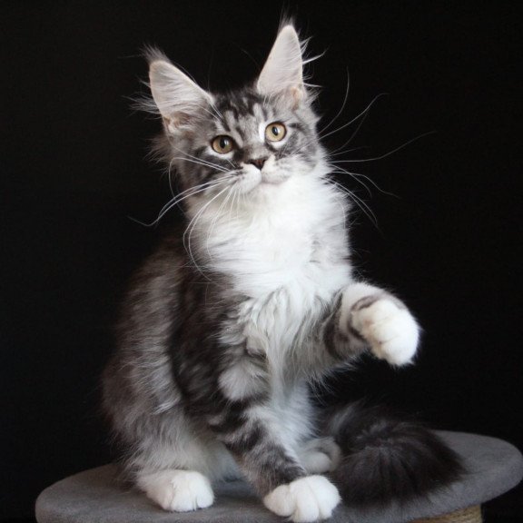 Maine Coon JBM Nana