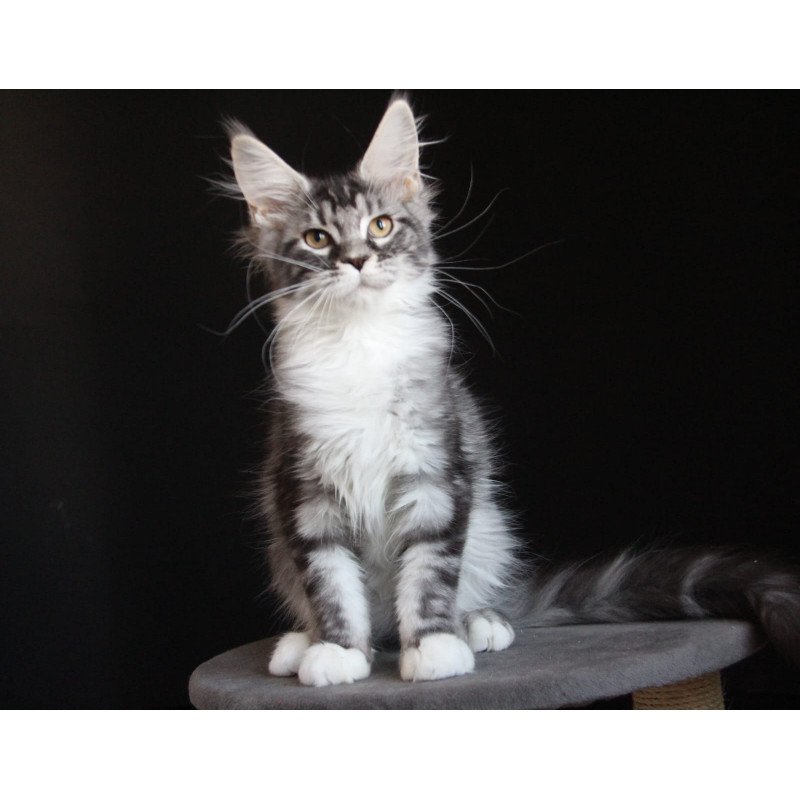 Maine Coon JBM Nana